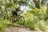 A cyclist riding a mountain bike on a scenic trail surrounded by trees.