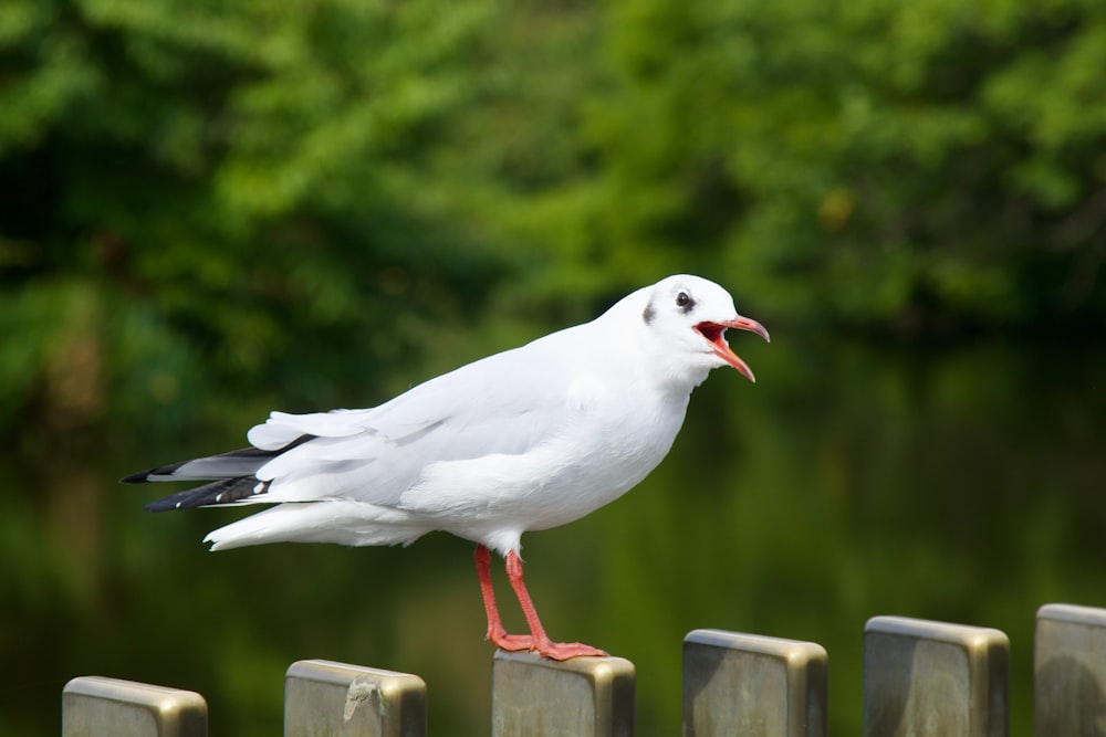 a white bird with a red beak standing on a fence