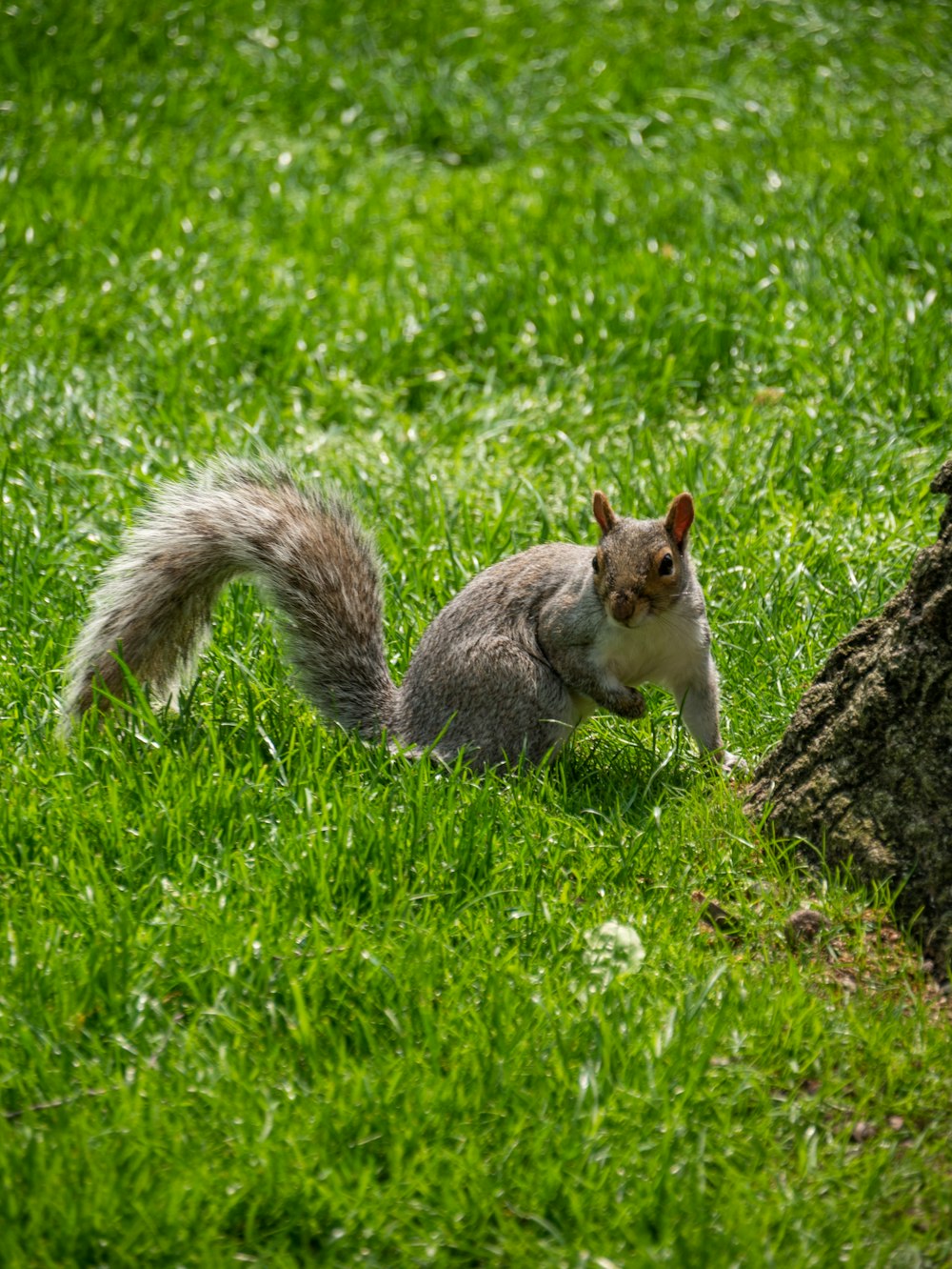 a squirrel is standing in the grass next to a tree