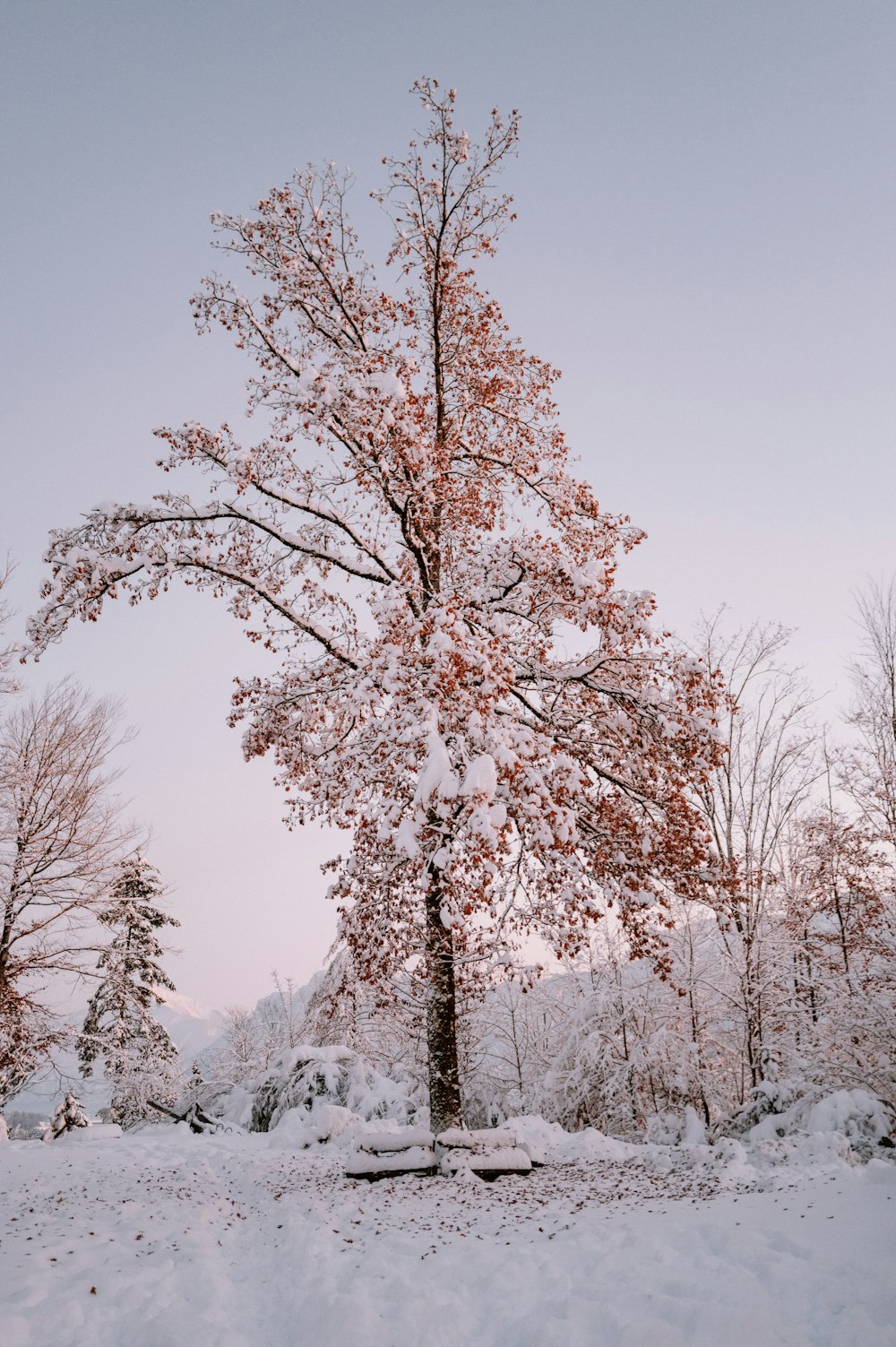 a tree in the middle of a snowy field