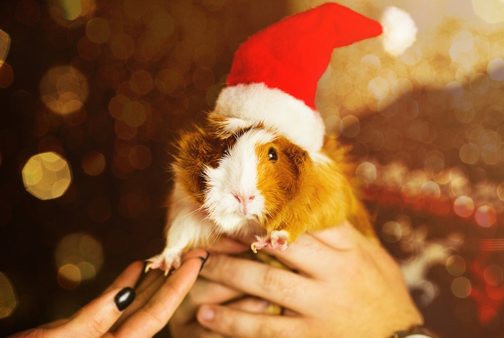 a person holding a small rodent wearing a santa hat