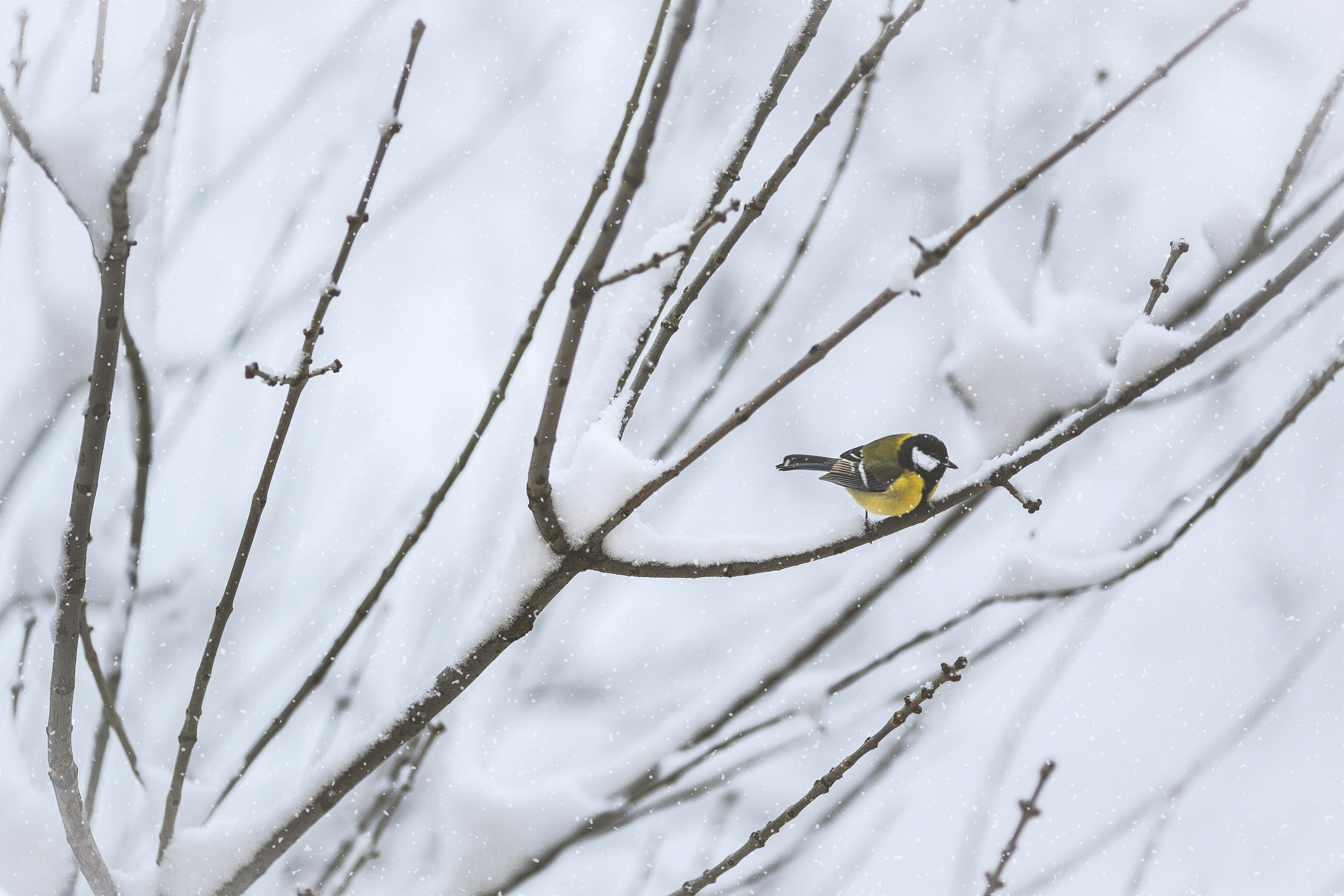 Photo by budanovamrus