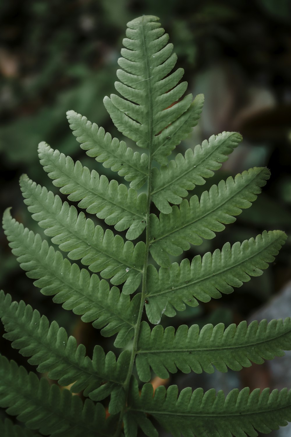 a close up of a green plant with lots of leaves