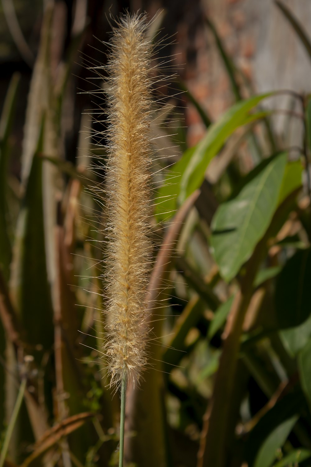 a close up of a plant with leaves in the background