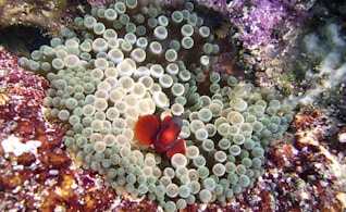 a red and white clown fish in a sea anemone