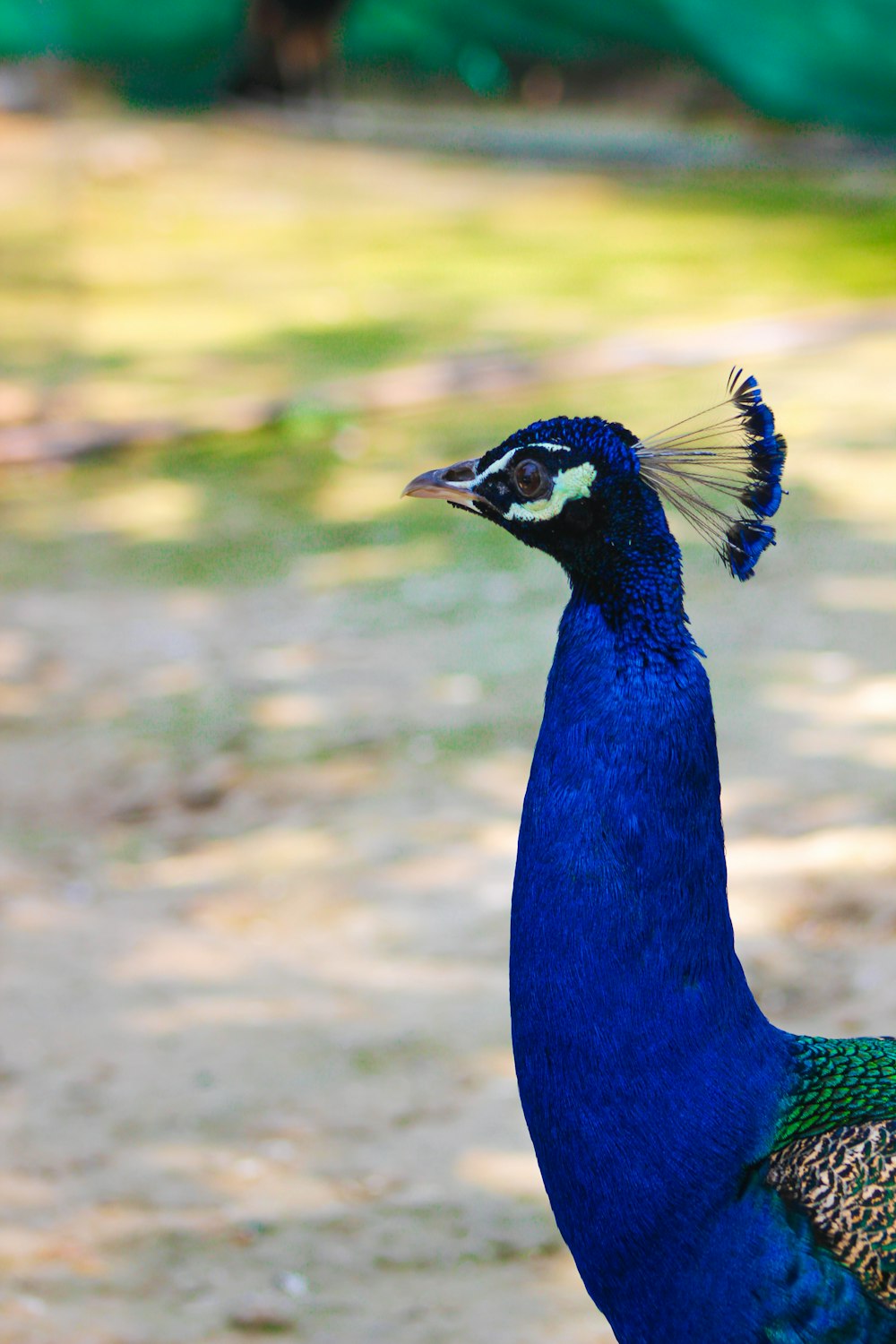 a blue peacock standing on top of a dirt field