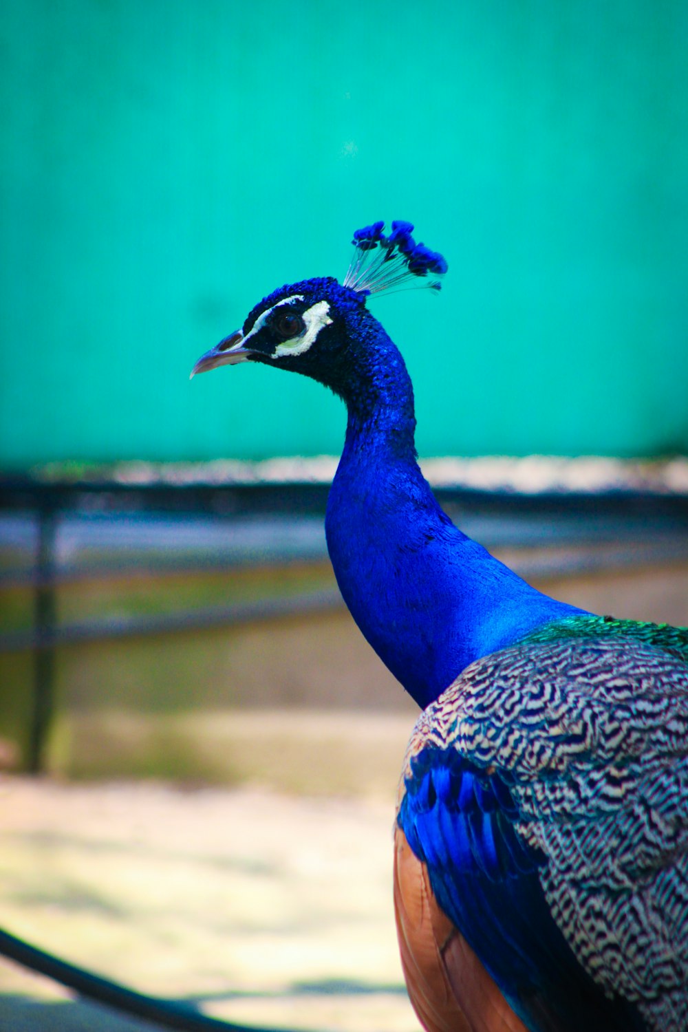 a peacock standing in front of a green wall