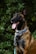 A Belgian Malinois dog sits attentively with its tongue out, surrounded by lush green foliage. The dog wears a blue collar and leash, with its ears perked up and eyes wide open.