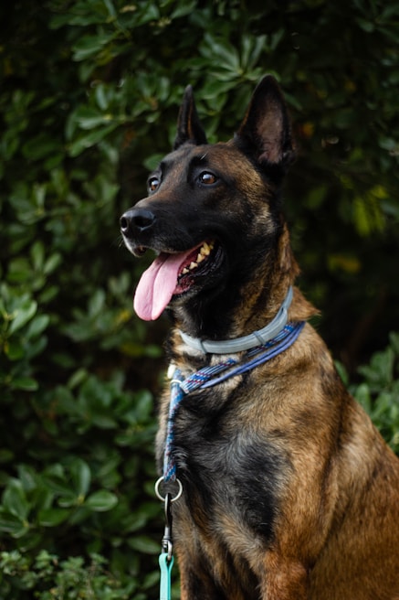 A Belgian Malinois dog sits attentively with its tongue out, surrounded by lush green foliage. The dog wears a blue collar and leash, with its ears perked up and eyes wide open.