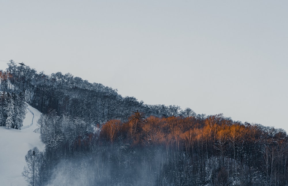 a snow covered mountain with trees on the side