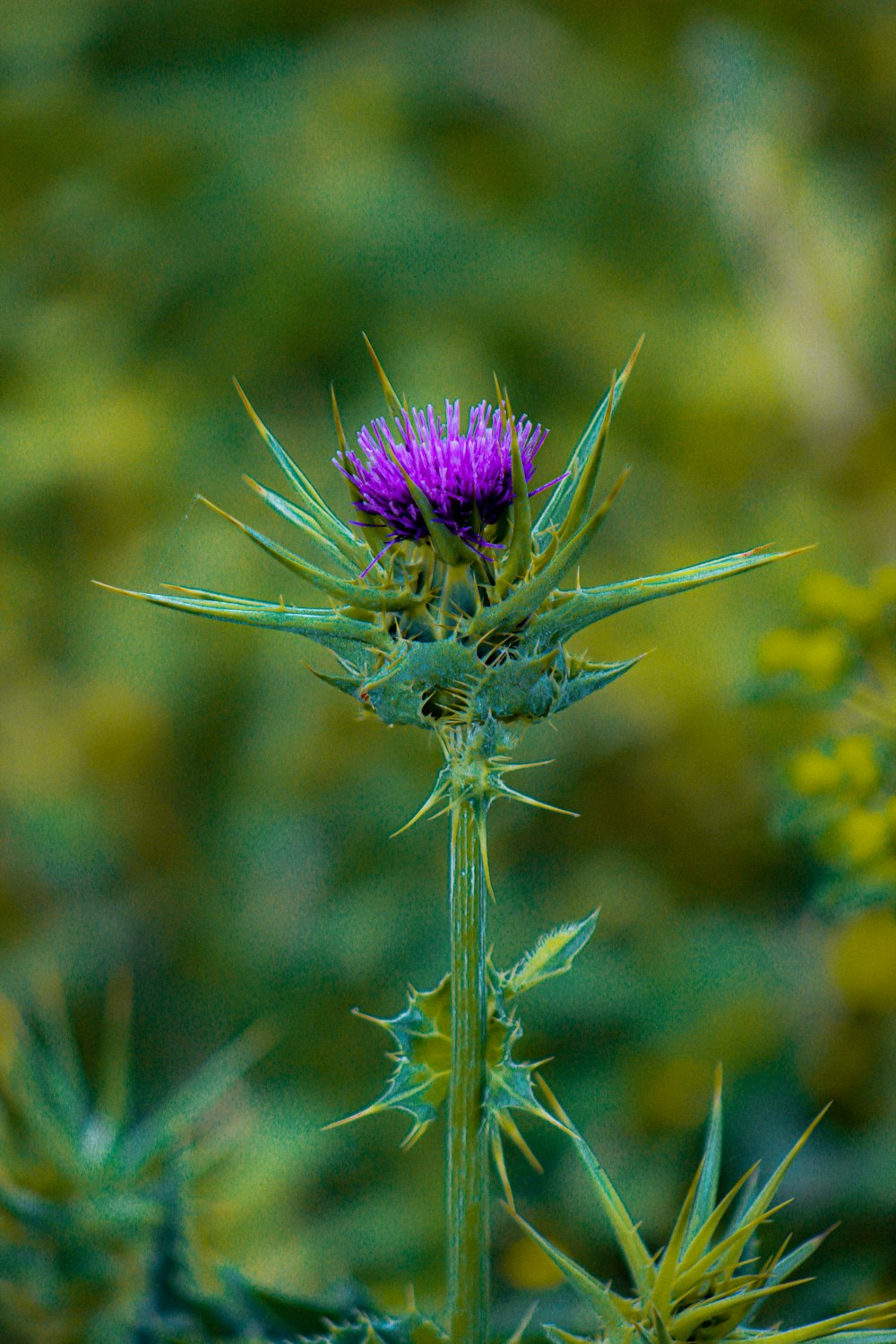 a purple flower with green leaves in the background