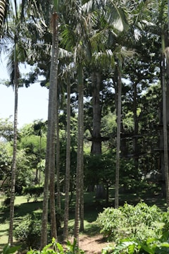 A lush, green forest with tall, slender palm trees reaching toward the bright sky. Dense foliage and various shades of green dominate the scene, creating a serene and natural environment.