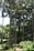 A lush, green forest with tall, slender palm trees reaching toward the bright sky. Dense foliage and various shades of green dominate the scene, creating a serene and natural environment.