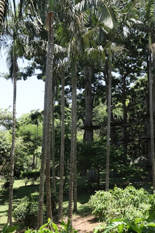 A lush, green forest with tall, slender palm trees reaching toward the bright sky. Dense foliage and various shades of green dominate the scene, creating a serene and natural environment.