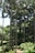 A lush, green forest with tall, slender palm trees reaching toward the bright sky. Dense foliage and various shades of green dominate the scene, creating a serene and natural environment.
