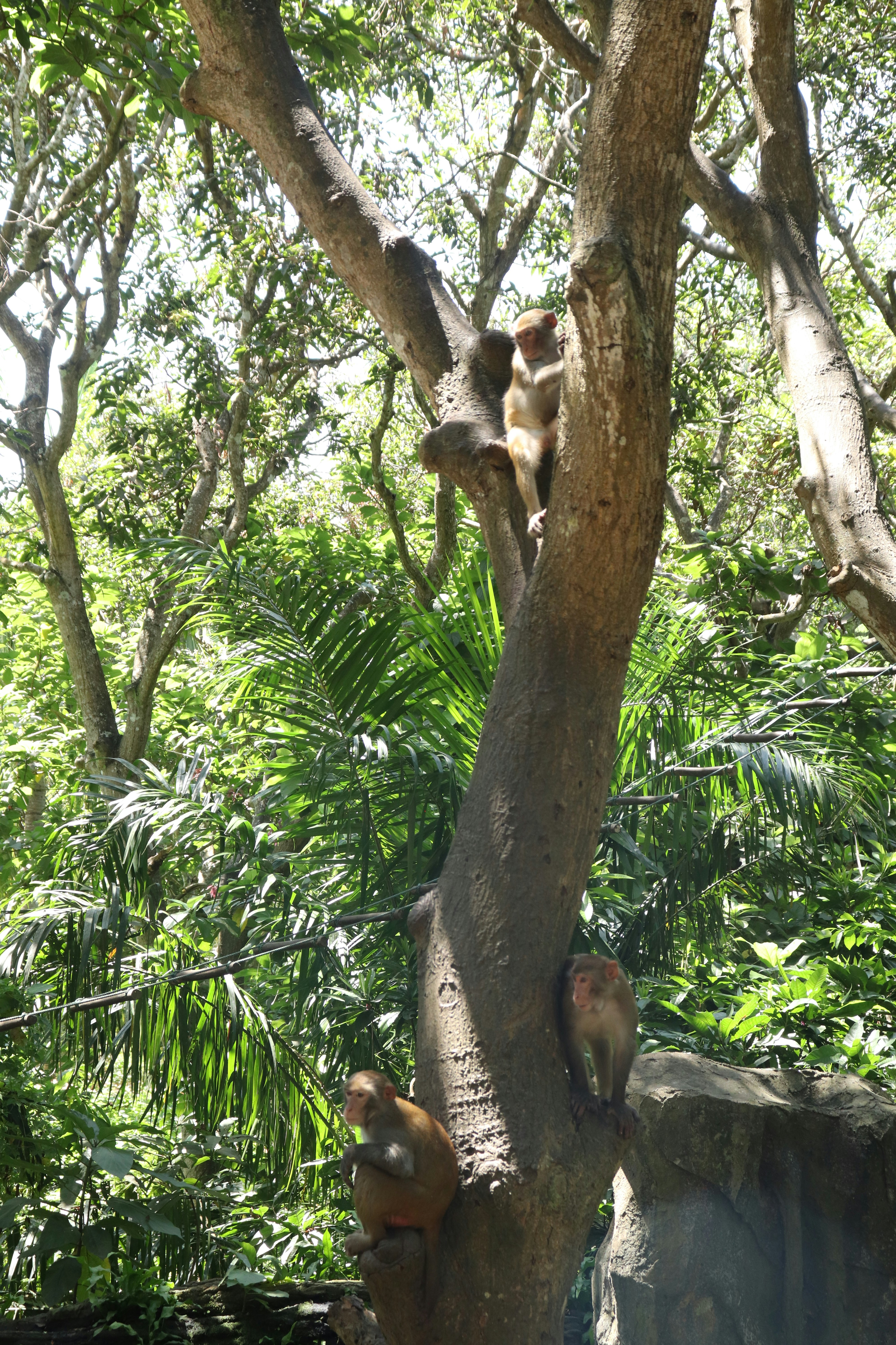 Tarsius di Habitatnya