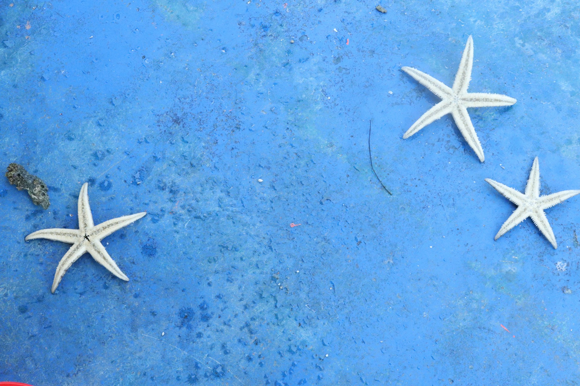 three white starfish on a blue surface