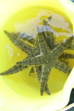 Two green starfish are submerged in a bucket filled with yellow-tinted water. The starfish appear to be resting against each other, with clear view of their textured surfaces and multiple arms.