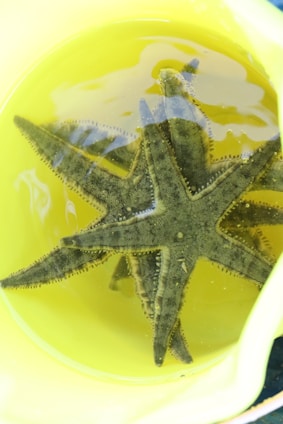 Two green starfish are submerged in a bucket filled with yellow-tinted water. The starfish appear to be resting against each other, with clear view of their textured surfaces and multiple arms.