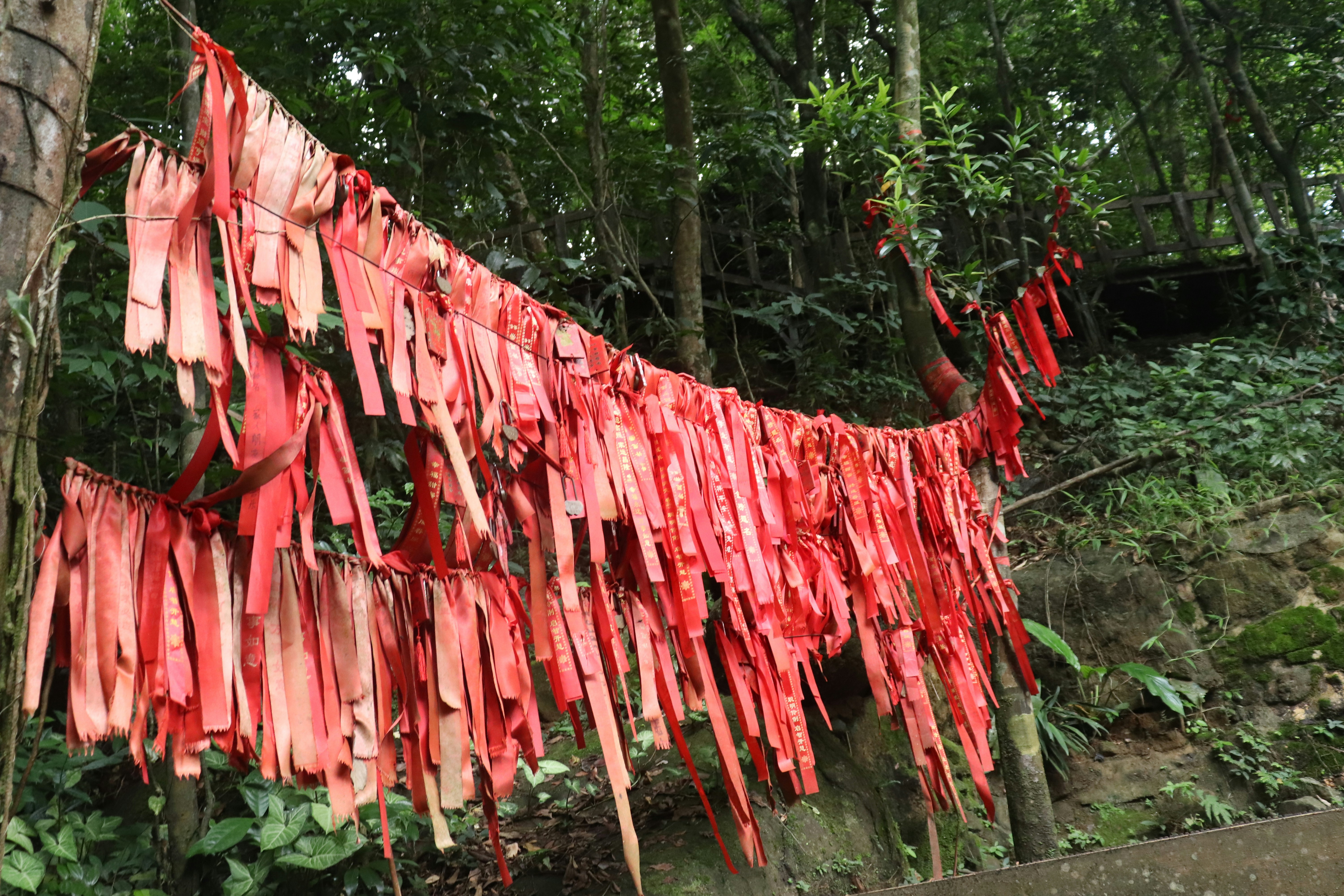 a bunch of red ribbons hanging from a tree (Photo by 晓 和 on Unsplash)