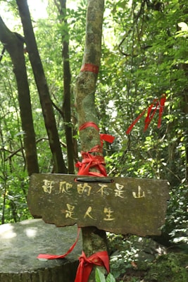 A tree in a forest setting is adorned with red fabric ribbons tied around its trunk. A wooden sign with Chinese characters is attached to the tree. The background reveals a dense forest with green foliage.