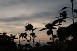 A blurred sunflower field at dusk, with sharp contrasts between shadows and light patches creating a compelling tension.