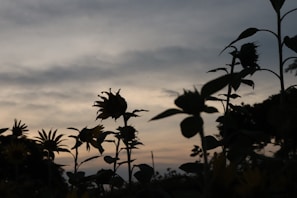 A blurred sunflower field at dusk, with sharp contrasts between shadows and light patches creating a compelling tension.