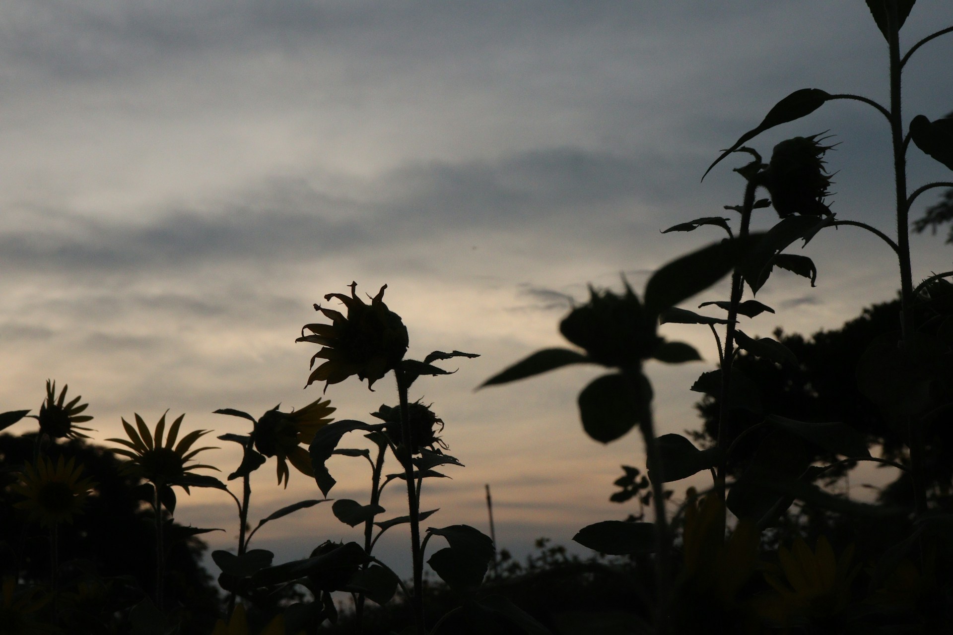 A stark, high-contrast shot of a sunflower field under an overcast sky, the dark shadows giving the scene an eerie, almost surreal feeling.
