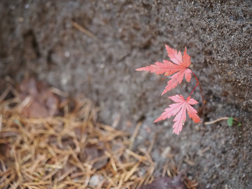 a small red leaf on the ground