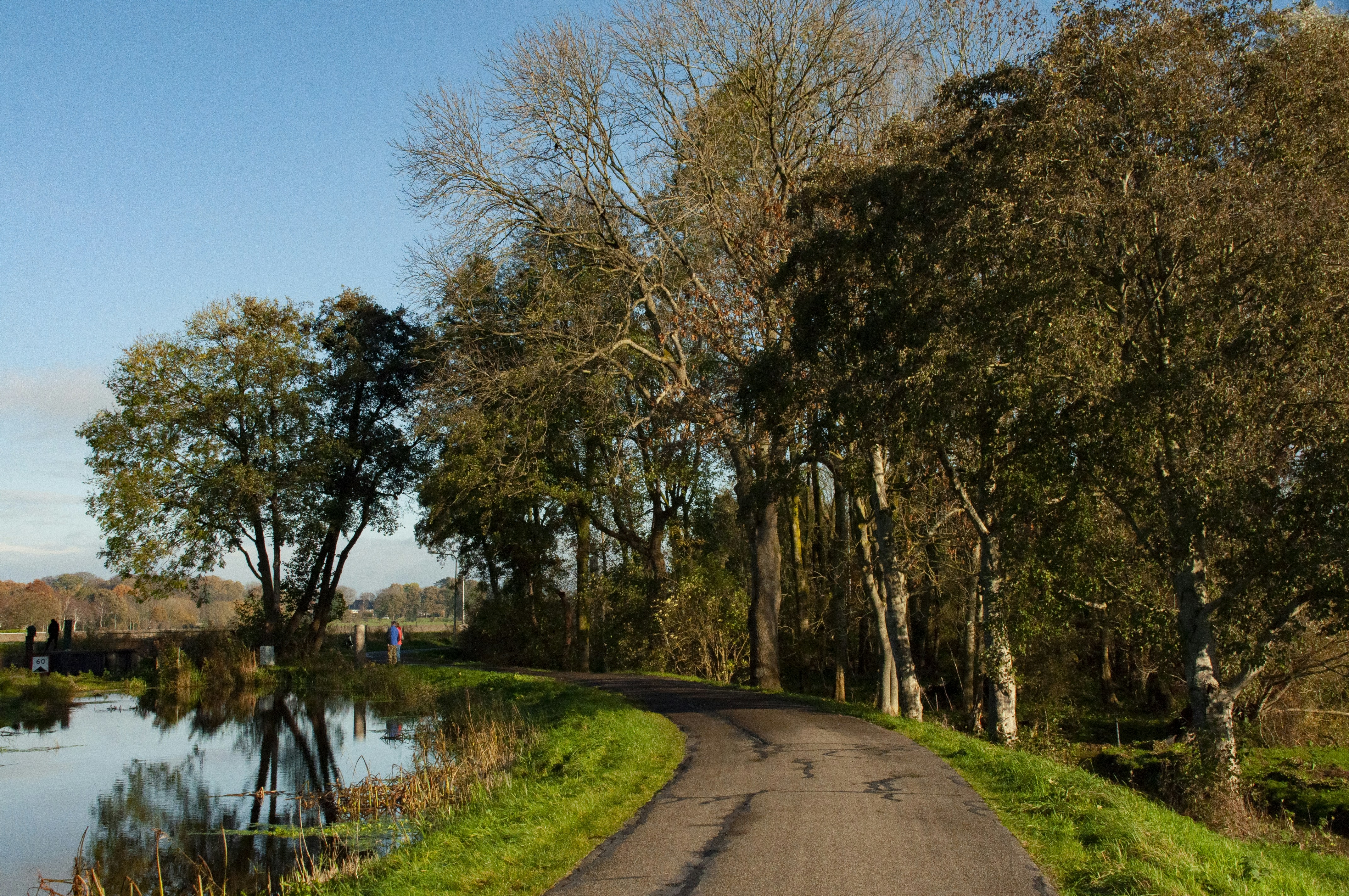 a country road with trees and a body of water