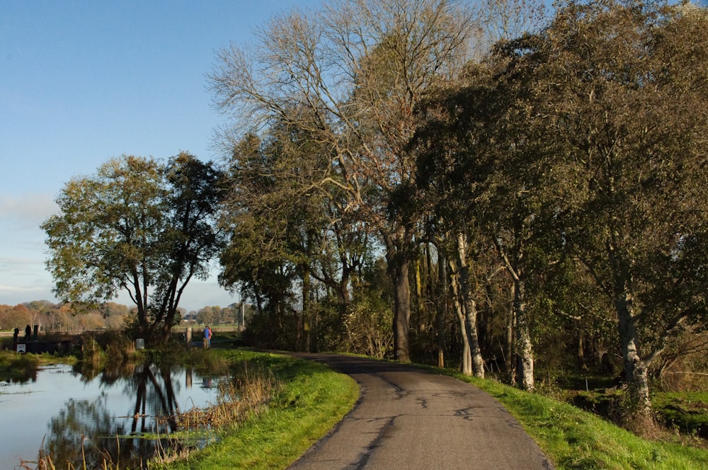 a country road with trees and a body of water