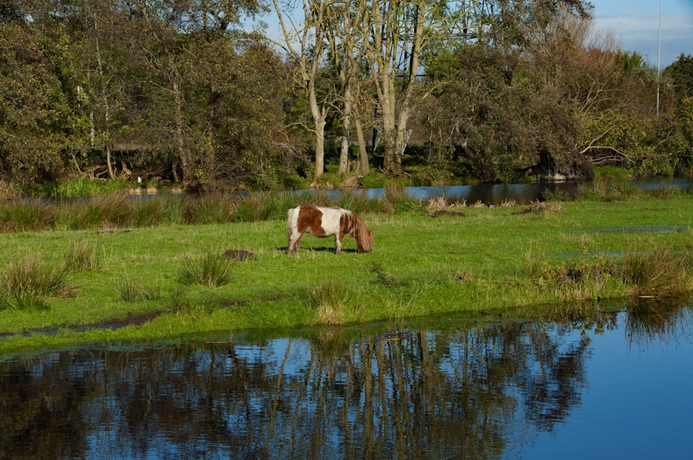 a brown and white horse grazing in a field next to a river