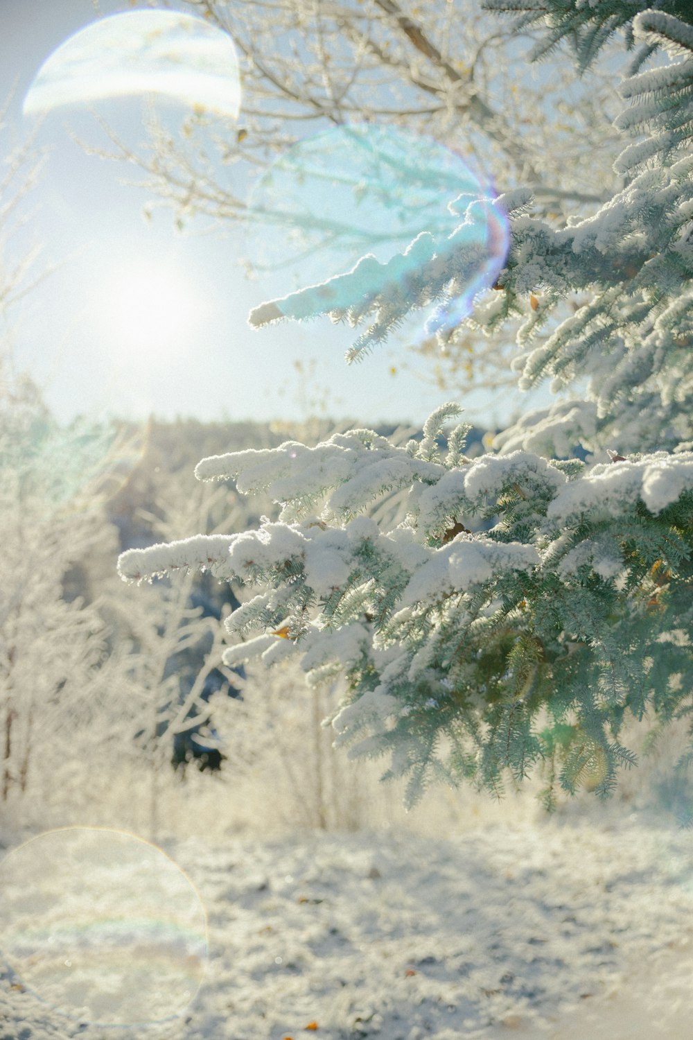 雪に覆われた木の枝の間から太陽が差し込む