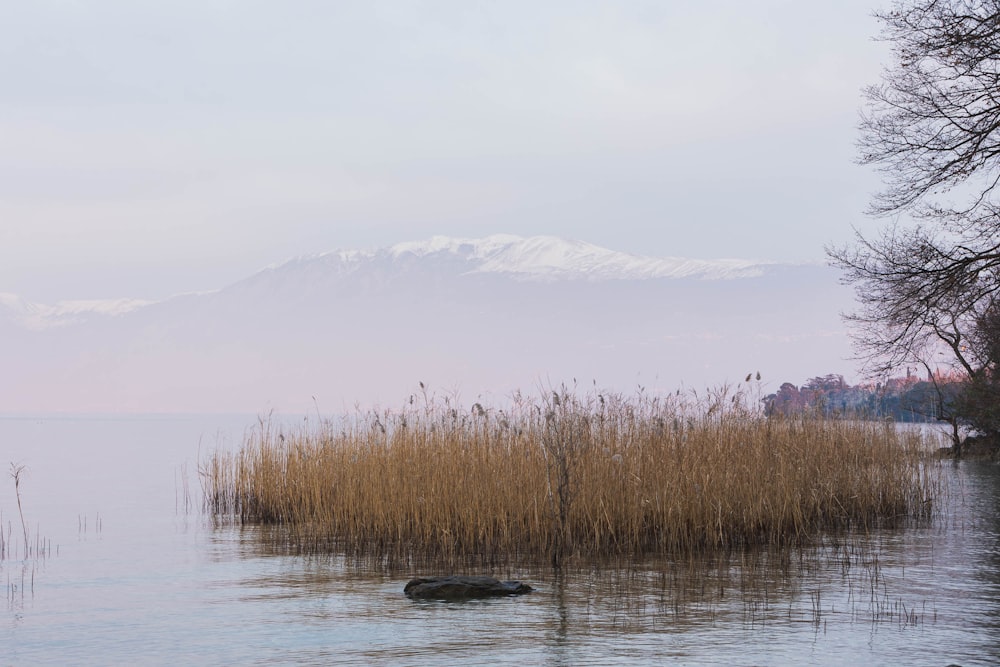 uno specchio d'acqua con una montagna sullo sfondo