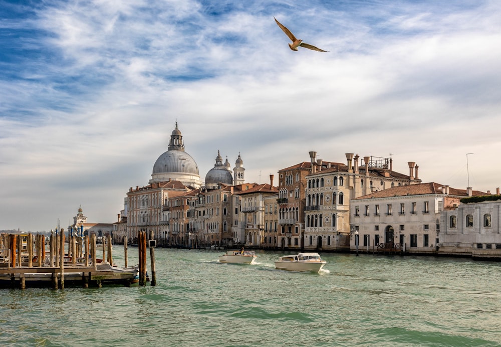 a bird flying over a body of water next to buildings