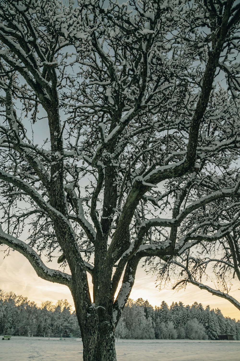a large tree in a field covered in snow