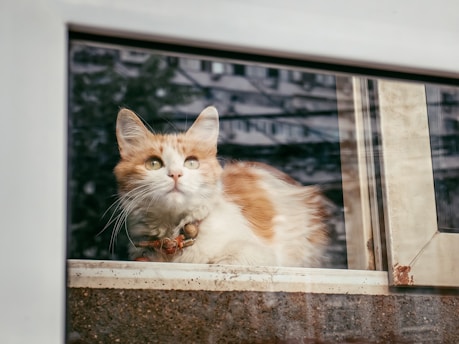 Charlie Swift, the clever orange cat, perched on a sunny windowsill with a curious gaze.