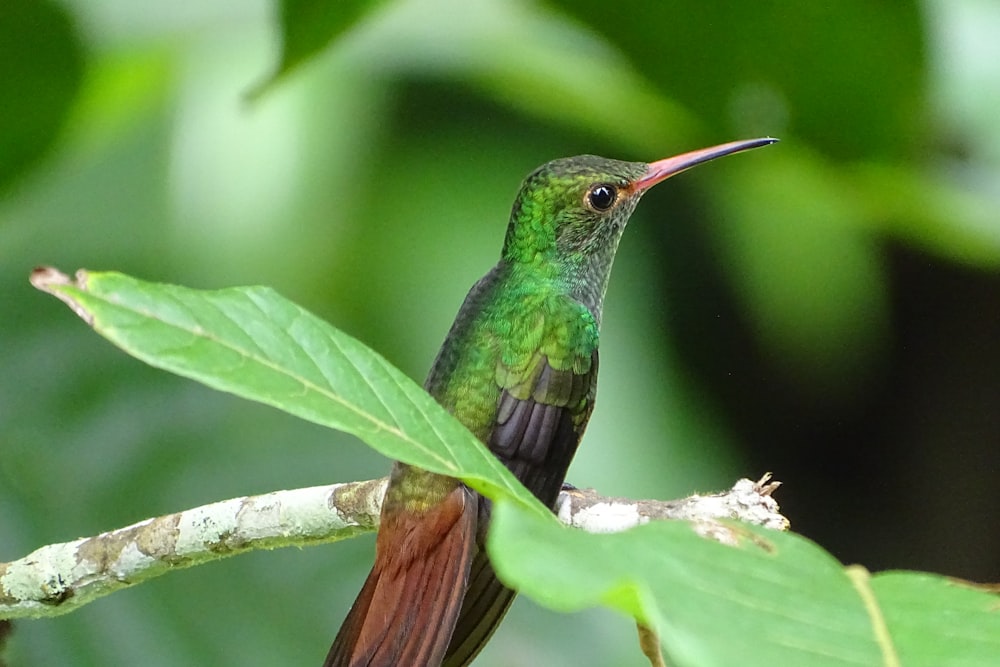 um pequeno pássaro verde empoleirado em um galho