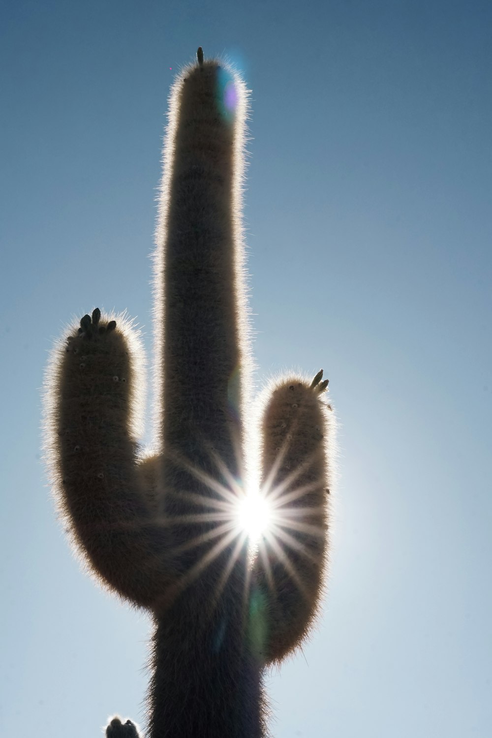 ein großer Kaktus, durch den die Sonne scheint