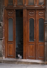 A small gray cat is sitting at the threshold of a large wooden door. The door features tall vertical panels with frosted glass panes at the top and ornate circular carvings. The entrance leads into a dimly lit interior with visible stairs further inside.