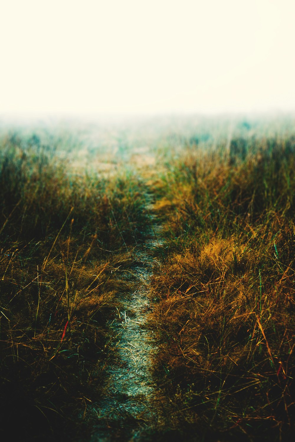 a path through a field of tall grass