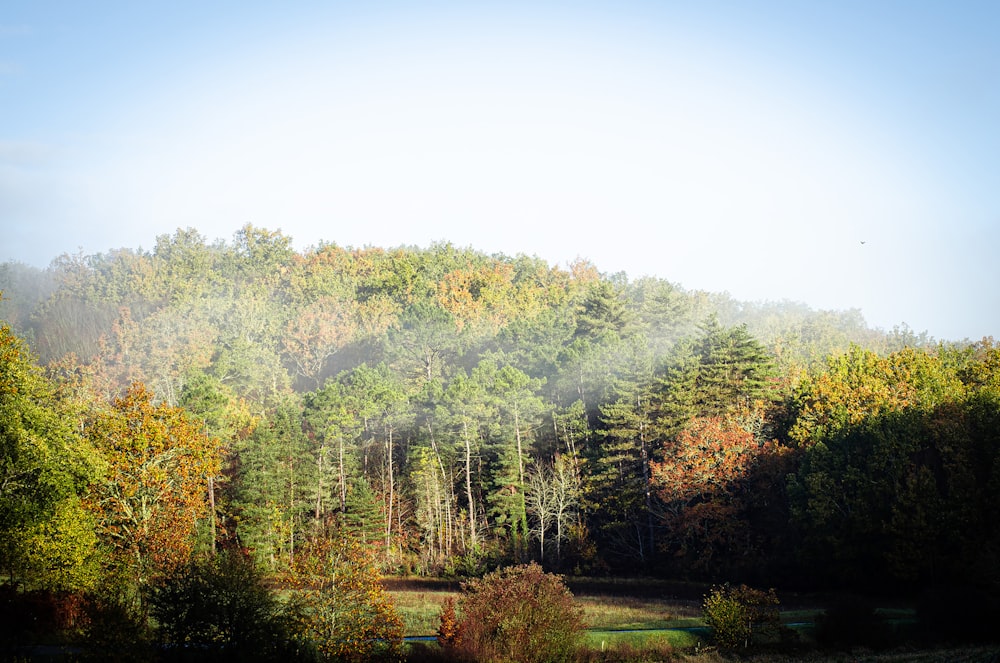 a forest with lots of trees in the background