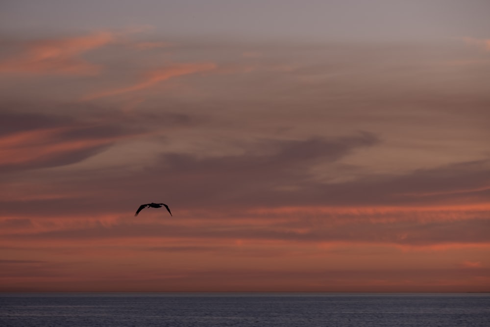 a bird flying over the ocean at sunset