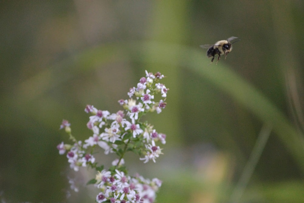 a bee flying over a bunch of flowers