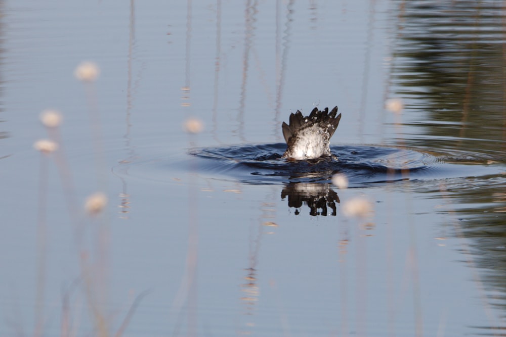 a bird is swimming in the water with its head in the water