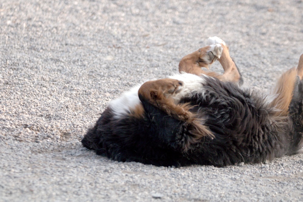 a dog rolling around on its back on the ground