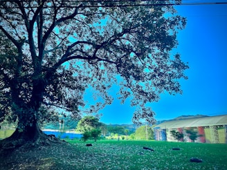 A large tree with sprawling branches is silhouetted against a bright blue sky. The foreground features a patch of grass with scattered leaves and a few black tires lying on the ground. In the background, distant hills and a series of buildings with sloped roofs are visible.