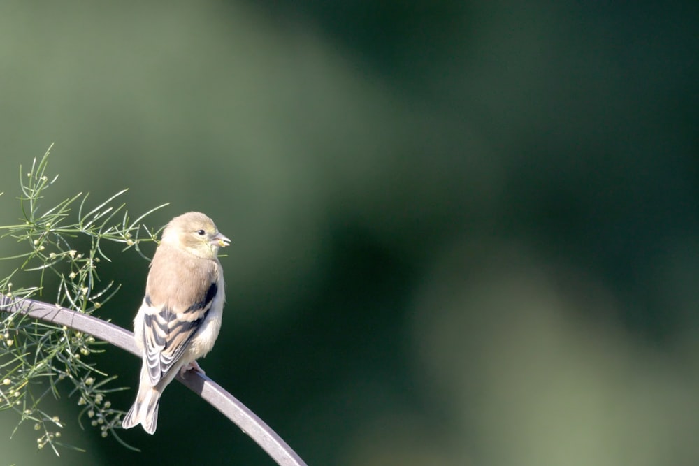 a small bird perched on top of a tree branch