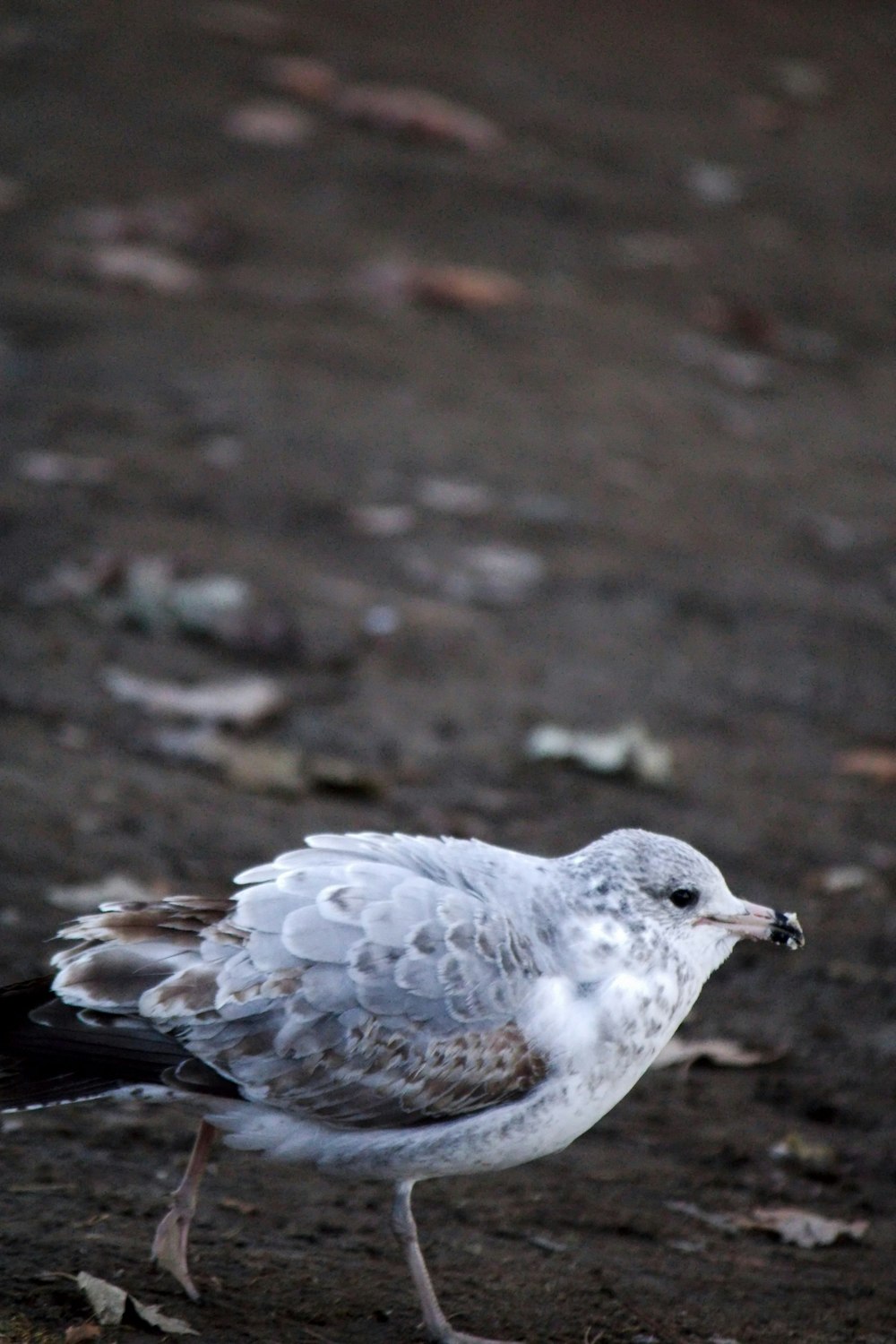 a small white and black bird standing on the ground