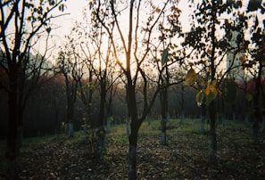 A peaceful view of the orchard at sunset, with soft natural light glowing over the trees.